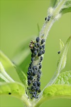 Ant (Formica sp.) and aphids (Aphis sp.)