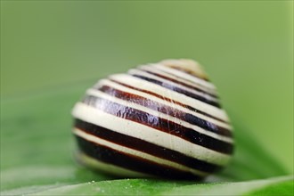 Grove snail or brown-lipped snail (Cepaea nemoralis)