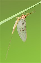 Large Mayfly (Ephemera danica)