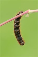 Caterpillar of the Drinker moth (Philudoria potatoria)