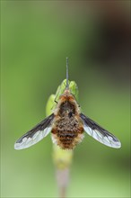 Large Bee Fly (Bombylius major)