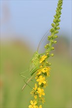 Great Green Bush Cricket (Tettigonia viridissima)