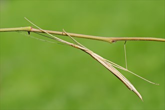 Pink-winged stick insect (Sipyloidea sipylus)