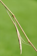 Pink-winged stick insect (Sipyloidea sipylus)
