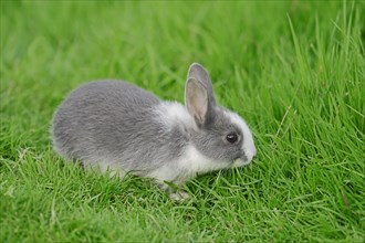 Dwarf Rabbit (Oryctolagus cuniculus forma domestica)