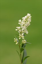 Common privet (Ligustrum vulgare)