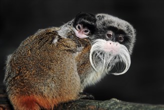 Emperor Tamarin (Saguinus imperator) with young