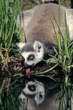 Ring-tailed Lemur (Lemur catta) drinking