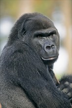 Western Lowland Gorilla (Gorilla gorilla gorilla)