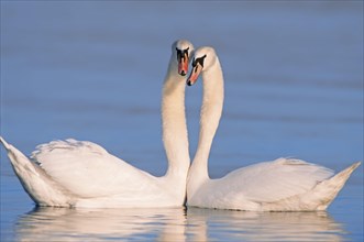 Mute Swans (Cygnus olor) pair courting