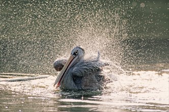Pink-backed pelican (Pelecanus rufescens) bathing