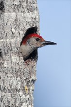 Red-bellied Woodpecker (Melanerpes carolinus) male looking out of nest cavity