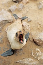 Brown fur seal(Arctocephalus pusillus pusillus)