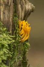 Yellow Stag-horn (Calocera viscosa)