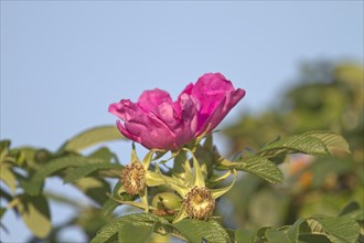 Japanese Rose or Ramanas Rose (Rosa rugosa)