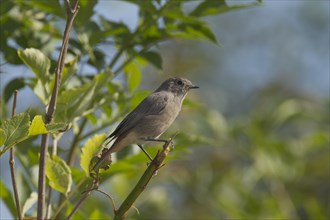 Black Redstart (Phoenicurus ochruros)