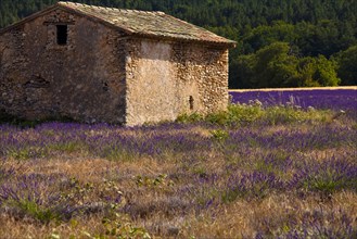 Old stone hut in a blooming field of Lavender (Lavandula angustifolia)