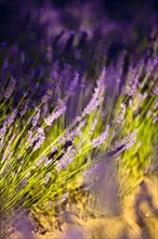 Blooming field of Lavender (Lavandula angustifolia)