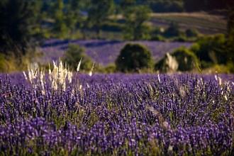 Blooming field of Lavender (Lavandula angustifolia)