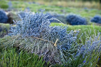 Freshly harvested Lavender (Lavandula angustifolia)