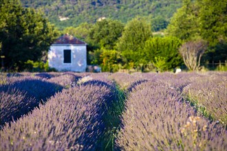 Blooming field of Lavender (Lavandula angustifolia) Provence-Alpes-Cote d'Azur