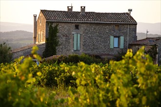 Stone house in vineyard near Lacoste and Bonnieux