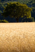 Wheat field near Sault and Aurel