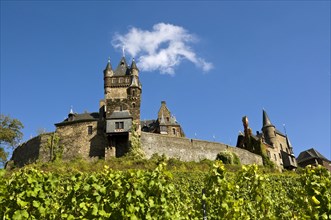 Cochem Castle and vineyard