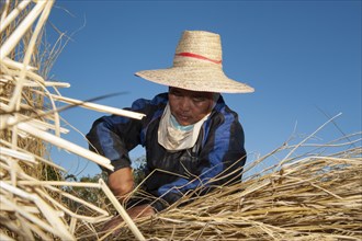 Woman wearing a hat while working in a harvested rice paddy