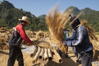 Men from the Shan or Thai Yai ethnic minority  are threshing rice