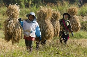 Women from the Shan or Thai Yai ethnic minority carrying straw or hay