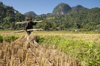 Man from the Shan or Thai Yai ethnic minority carrying bamboo