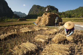 People from the Shan or Thai Yai ethnic minority making straw bundles
