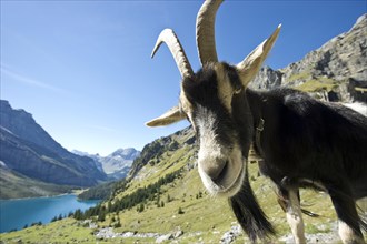 Domestic goat at Oeschinensee