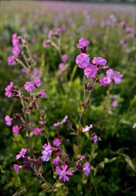 Red Campion (Silene dioica) growing along a wildflower strip bordering an arable field