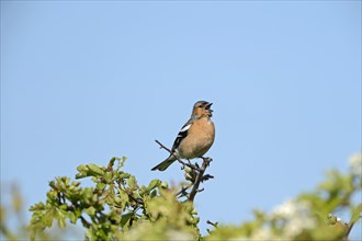 Chaffinch (Fringila coelebs) in song on a hawthorn hedge