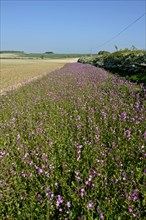 Wildflower strip planted with Red Campion (Silene dioica) bordering an arable field