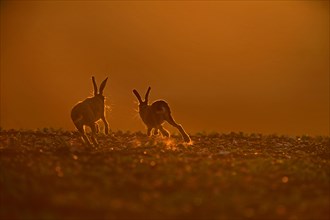 European Hares (Lepus europaeus)