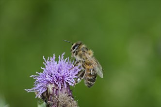 Honey Bee (Apis mellifera) on a thistle