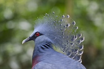 Victoria Crowned Pigeon (Goura victoria)