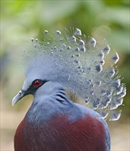Victoria Crowned Pigeon (Goura victoria)