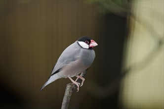 Java Sparrow (Padda oryzivora)
