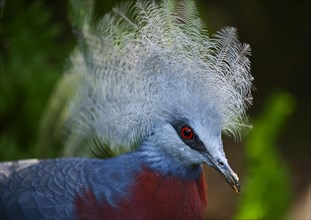 Southern Crowned Pigeon (Goura scheepmakeri)