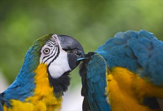 Blue-and-Yellow Macaw (Ara ararauna)