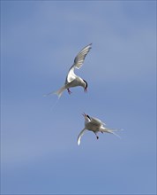 Arctic Terns (Sterna paradisaea) fighting in mid air