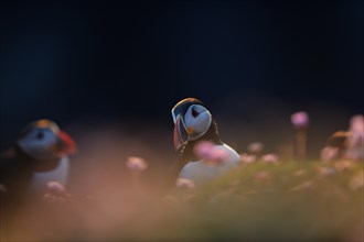 Puffin (Fratercula arctica) among thrift in late evening