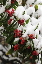 Cotoneaster (Cotoneaster) covered with snow