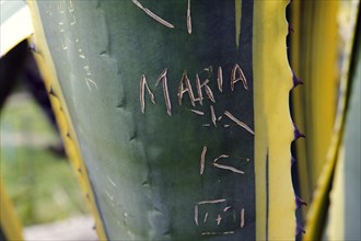Name Maria etched into an agave