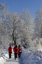 Hikers in winter