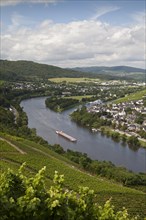 View from the Burg Landshut castle ruins on the Moselle and the Kues district